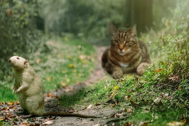 Rat vs. Cat. Who Wins
